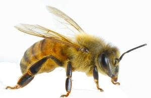 Alerji yapan arı çeşitleri nelerdir?